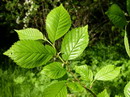 field elm